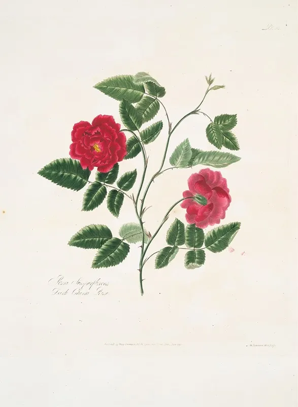 Rosa Semperflorens Wall Art by Mary Lawrance - High-Resolution Digital Print