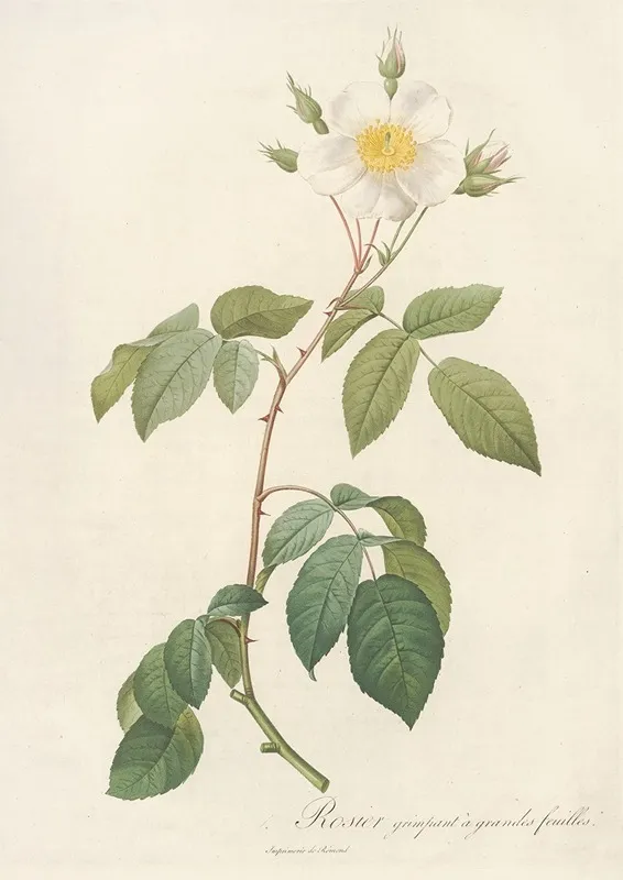Rosa Sempervirens Latifolia Wall Art by Pierre Joseph Redouté - High-Resolution Digital Print
