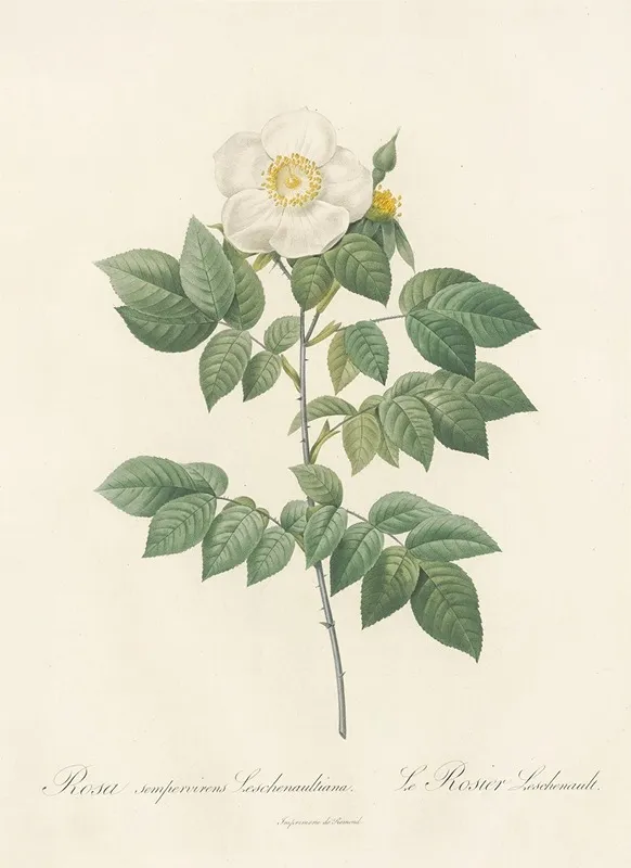 Rosa Sempervirens Leschenaultiana Wall Art by Pierre Joseph Redouté - High-Resolution Digital Print