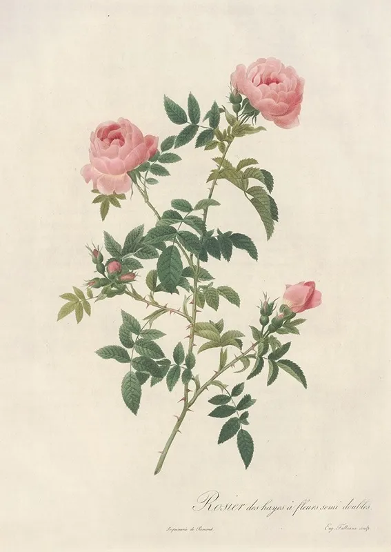 Rosa Sepium Flore Submultiplici Wall Art by Pierre Joseph Redouté - High-Resolution Digital Print