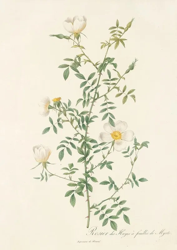 Rosa Sepium Myrti Folia Wall Art by Pierre Joseph Redouté - High-Resolution Digital Print