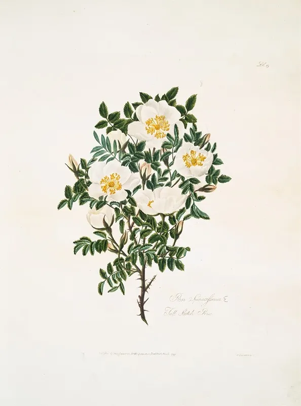 Rosa Spinosissima2 Wall Art by Mary Lawrance - High-Resolution Digital Print