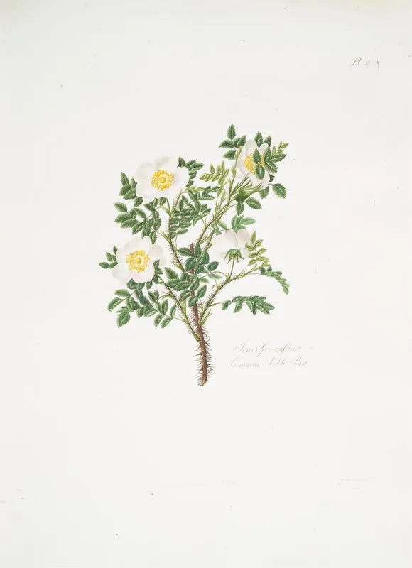Rosa Spinosissima3 Wall Art by Mary Lawrance - High-Resolution Digital Print
