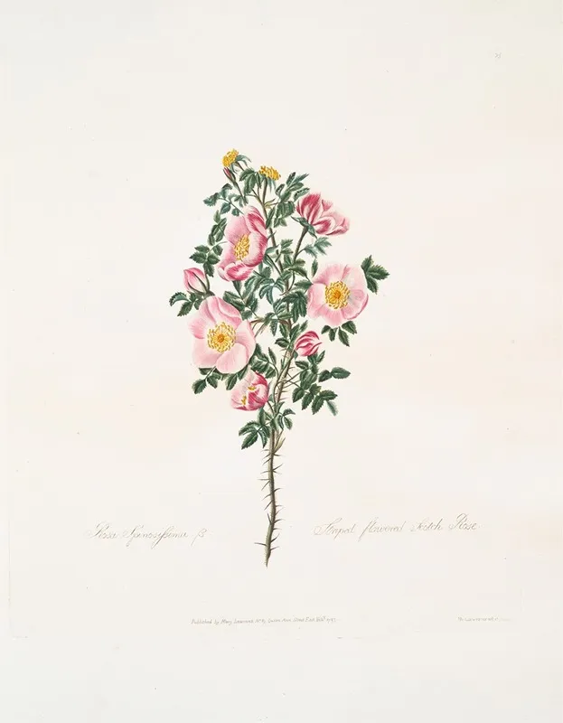 Rosa Spinosissima Wall Art by Mary Lawrance - High-Resolution Digital Print