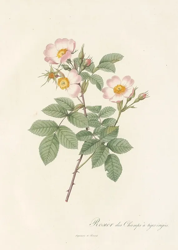 Rosa Stylosa Wall Art by Pierre Joseph Redouté - High-Resolution Digital Print
