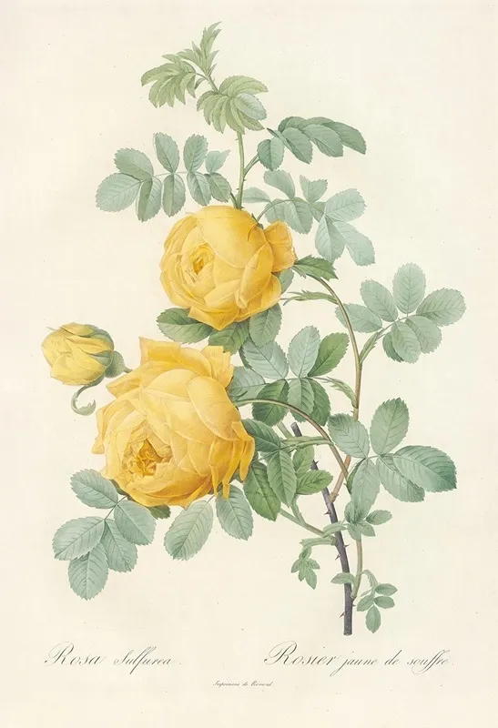Rosa Sulfurea Wall Art by Pierre Joseph Redouté - High-Resolution Digital Print