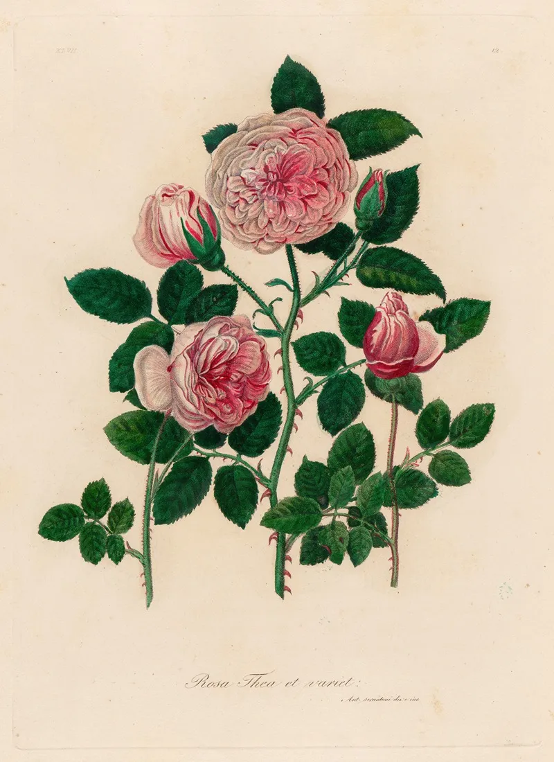 Rosa Thea Et Variet Wall Art by Gaetano Savi - High-Resolution Digital Print