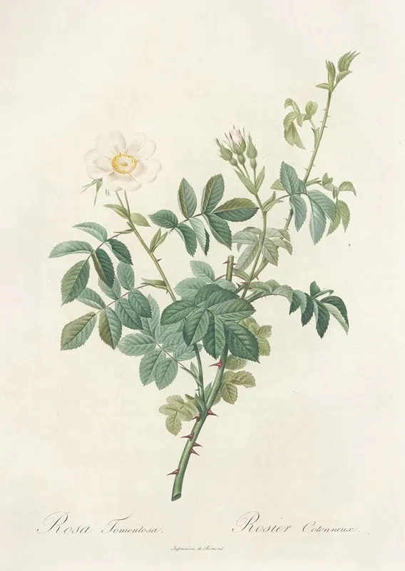 Rosa Tomentosa 2 Wall Art by Pierre Joseph Redouté - High-Resolution Digital Print