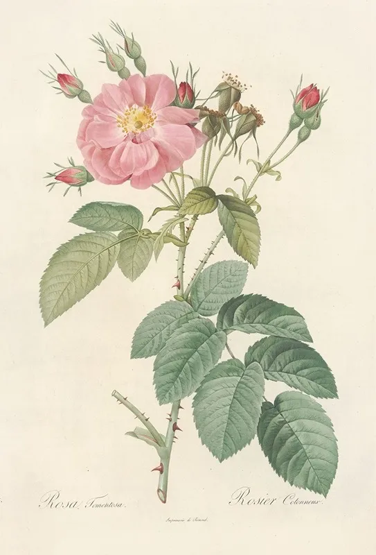Rosa Tomentosa Wall Art by Pierre Joseph Redouté - High-Resolution Digital Print