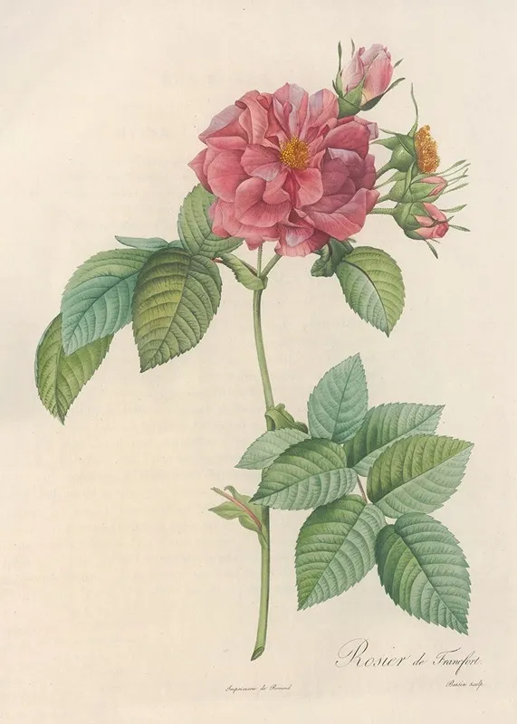 Rosa Turbinata Wall Art by Pierre Joseph Redouté - High-Resolution Digital Print