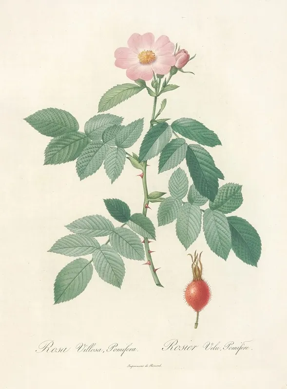 Rosa Villosa Pomifera Wall Art by Pierre Joseph Redouté - High-Resolution Digital Print