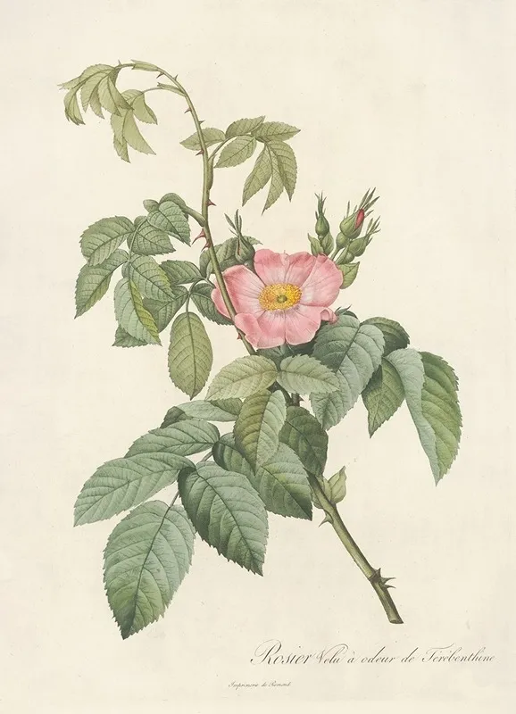 Rosa Villosa Therebenthina Wall Art by Pierre Joseph Redouté - High-Resolution Digital Print