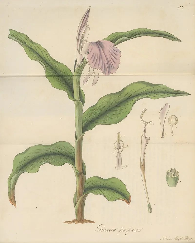 Roscoea Purpurea Wall Art by William Jackson Hooker - High-Resolution Digital Print