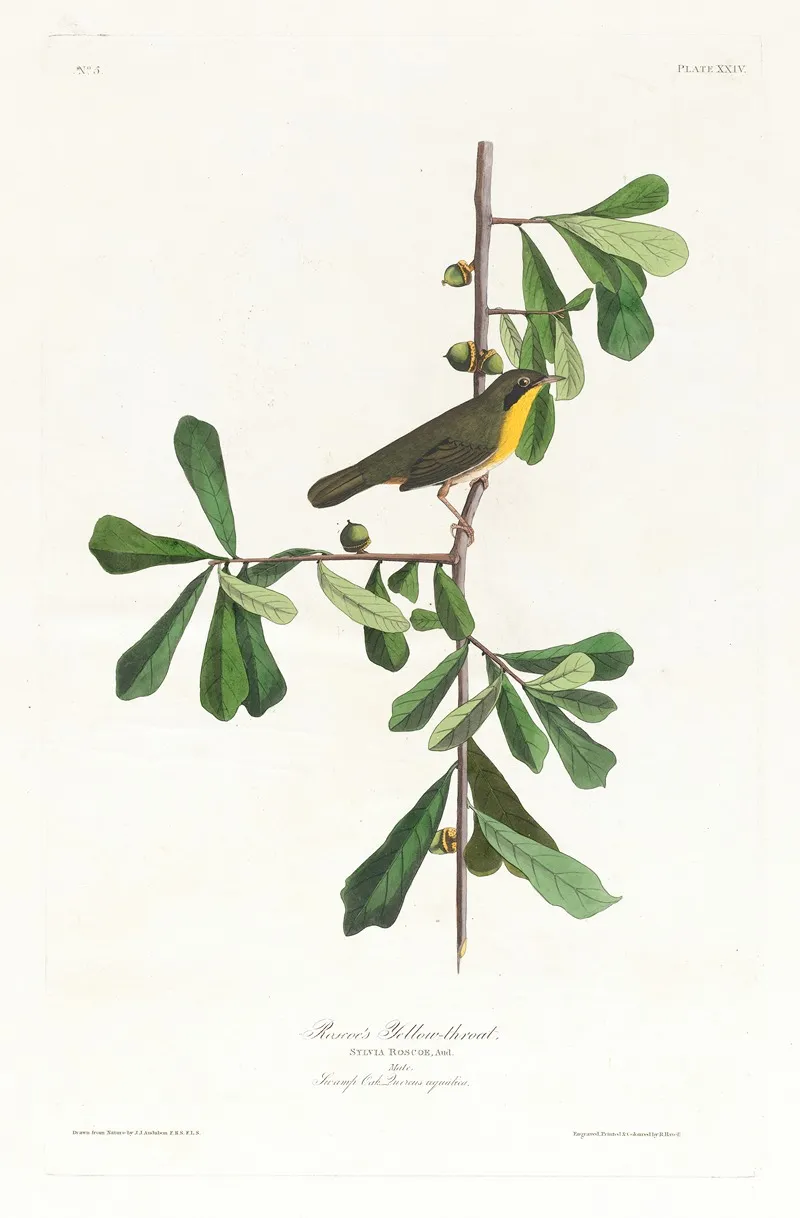 Roscoes Yellow Throat Wall Art by John James Audubon - High-Resolution Digital Print