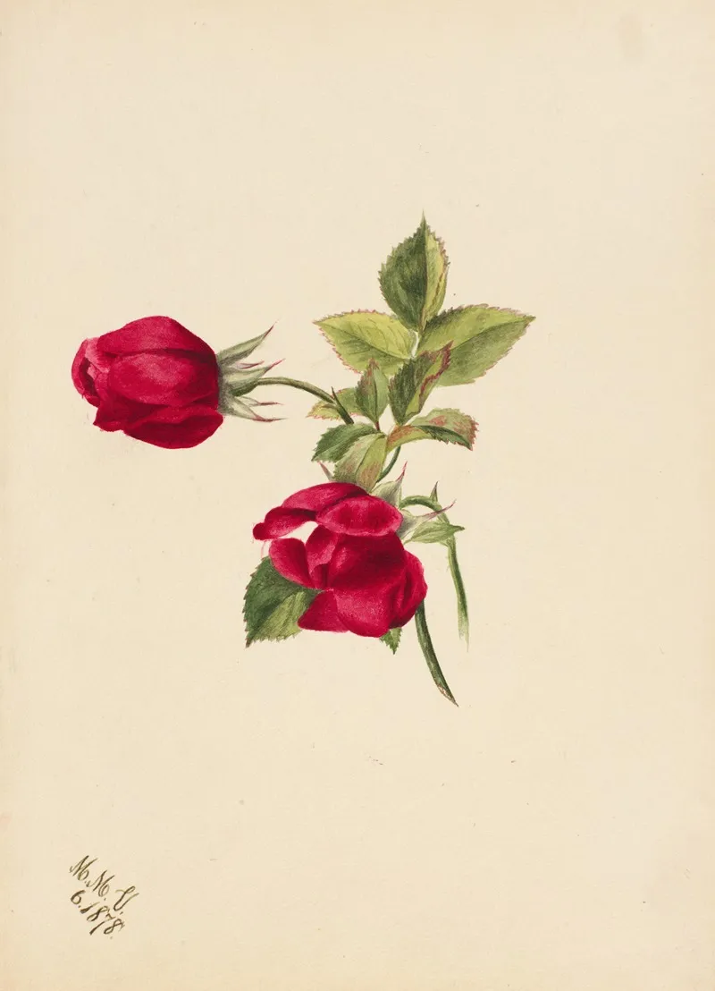Rose 10