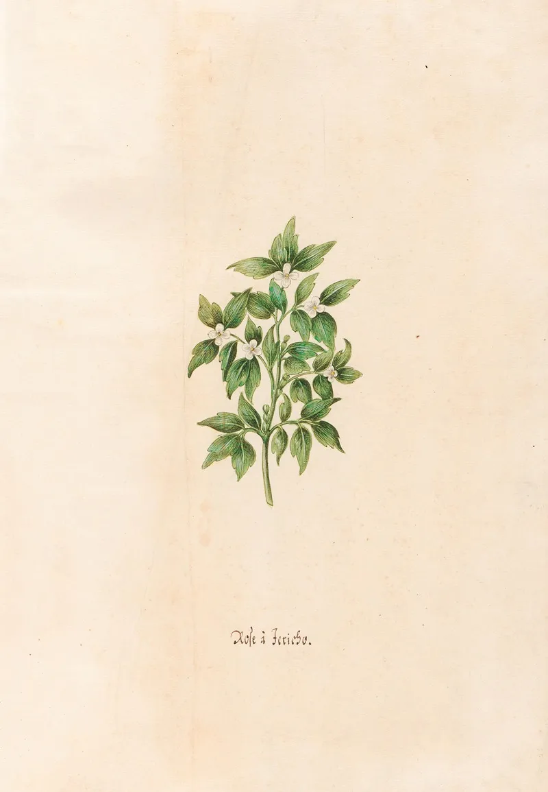 Rose A Jericho Wall Art by Magdelena Rosina Funck - High-Resolution Digital Print