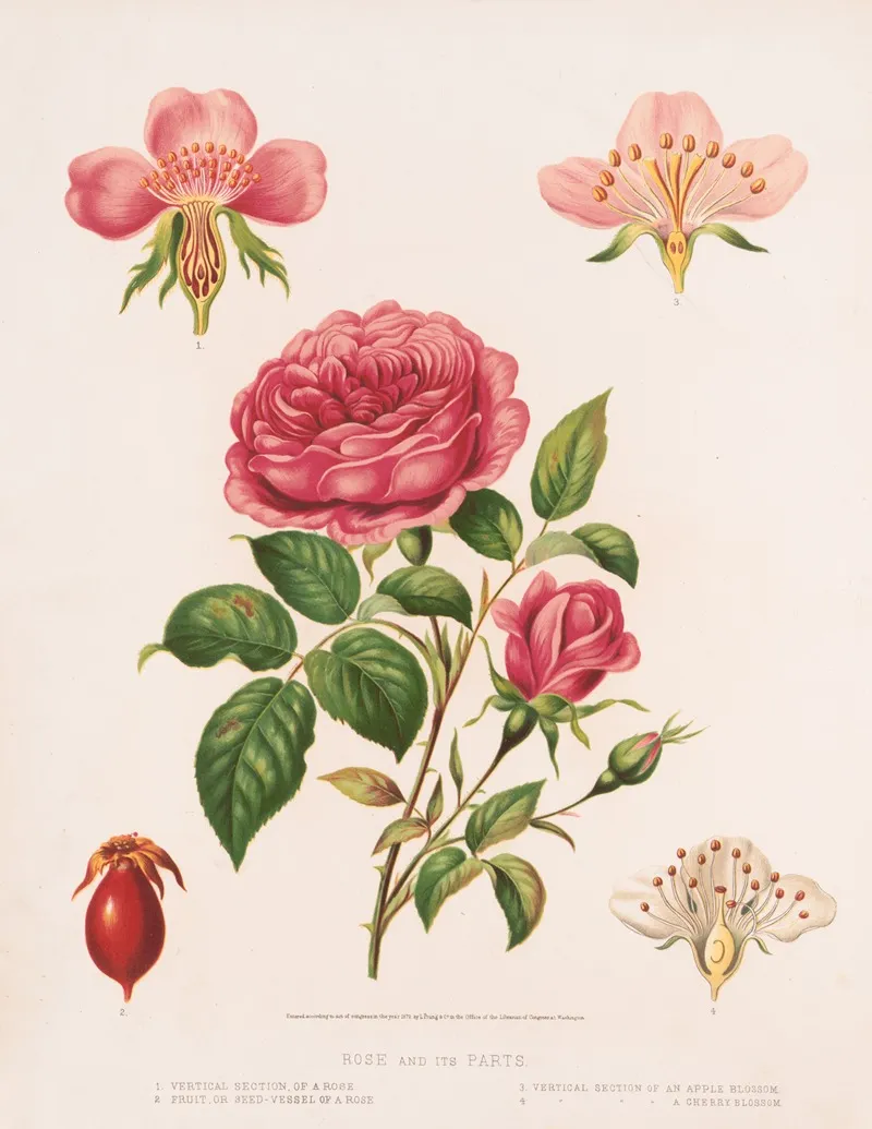 Rose And Its Parts