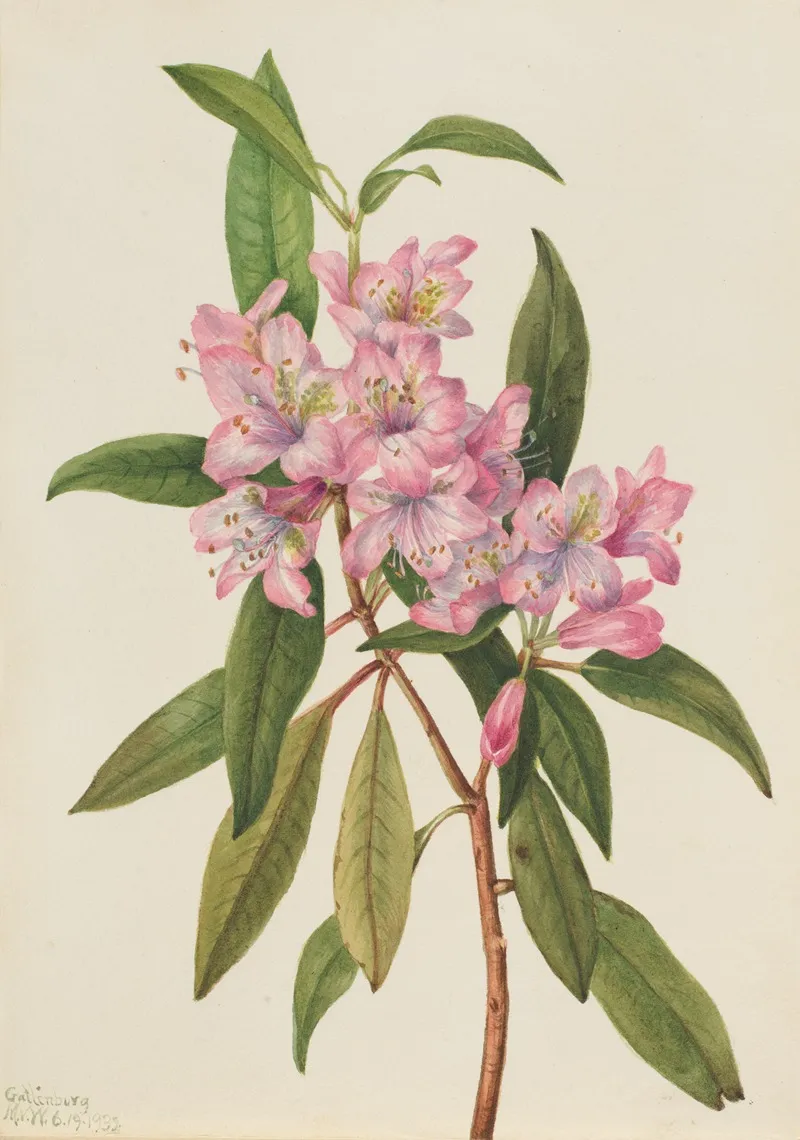 Rose Bay Rhododendron Rhododendron Carolinianum