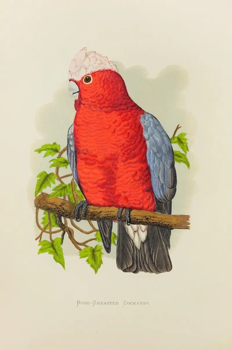 Rose Breasted Cockatoo Wall Art by Alexander Francis Lydon - High-Resolution Digital Print