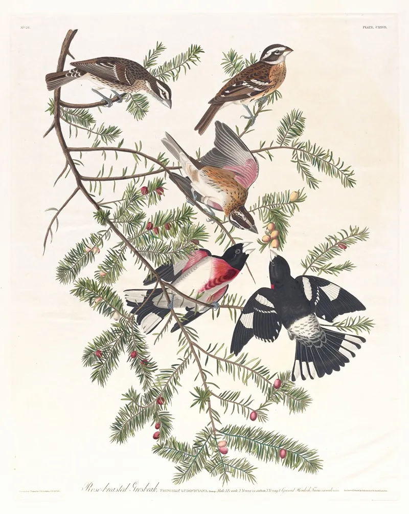 Rose Breasted Grosbeak 2 Wall Art by John James Audubon - High-Resolution Digital Print