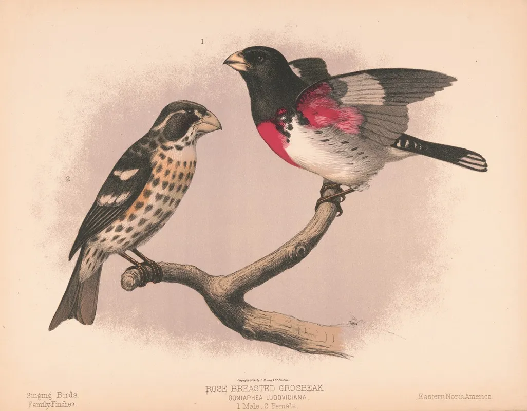 Rose Breasted Grosbeak Goniaphea Ludoviciana 1 Male 2 Female
