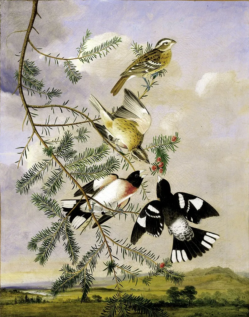 Rose Breasted Grosbeak Wall Art by Joseph Bartholomew Kidd - High-Resolution Digital Print