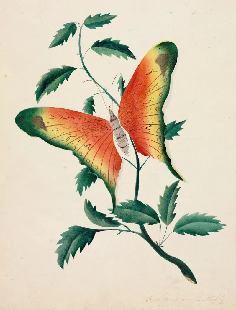 Rose Bush And Butterfly Wall Art by Mary Altha Nims - High-Resolution Digital Print