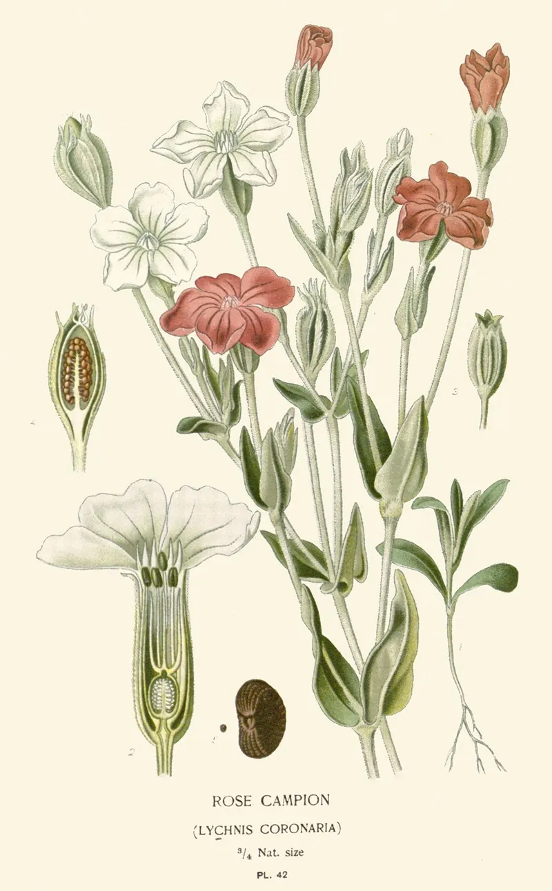 Rose Campion Wall Art by Edward Step - High-Resolution Digital Print