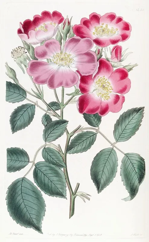 Rose Clare Wall Art by Sydenham Edwards - High-Resolution Digital Print
