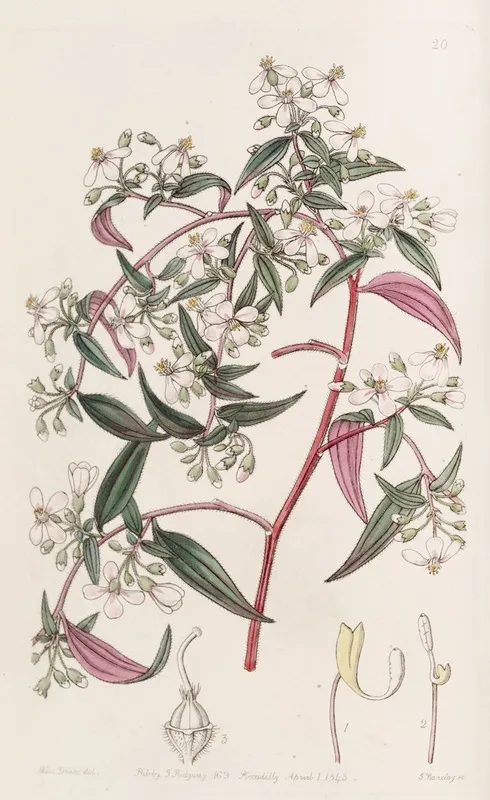 Rose Coloured Centradenia Wall Art by Sydenham Edwards - High-Resolution Digital Print