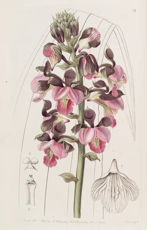 Rose Coloured Lissochilus Wall Art by Sydenham Edwards - High-Resolution Digital Print