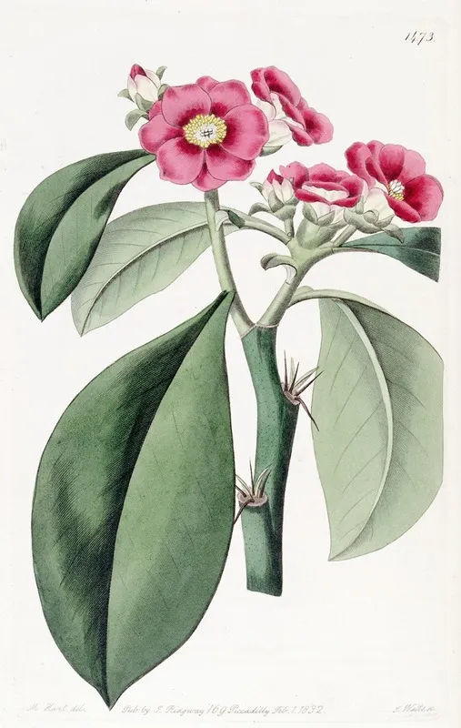 Rose Coloured Pereskia Wall Art by Sydenham Edwards - High-Resolution Digital Print