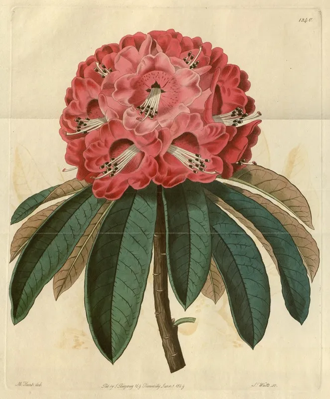 Rose Coloured Tree Rhododendron Wall Art by Sydenham Edwards - High-Resolution Digital Print