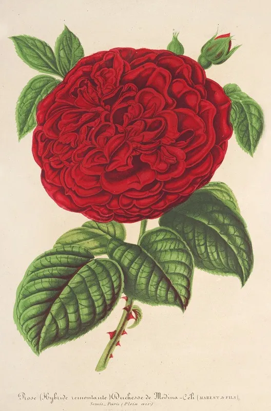 Rose Duchesse De Medina Celi Wall Art by Charles Antoine Lemaire - High-Resolution Digital Print