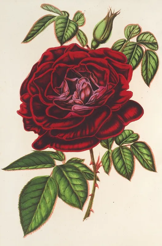 Rose Empereur Du Mexique Remontante Wall Art by Charles Antoine Lemaire - High-Resolution Digital Print