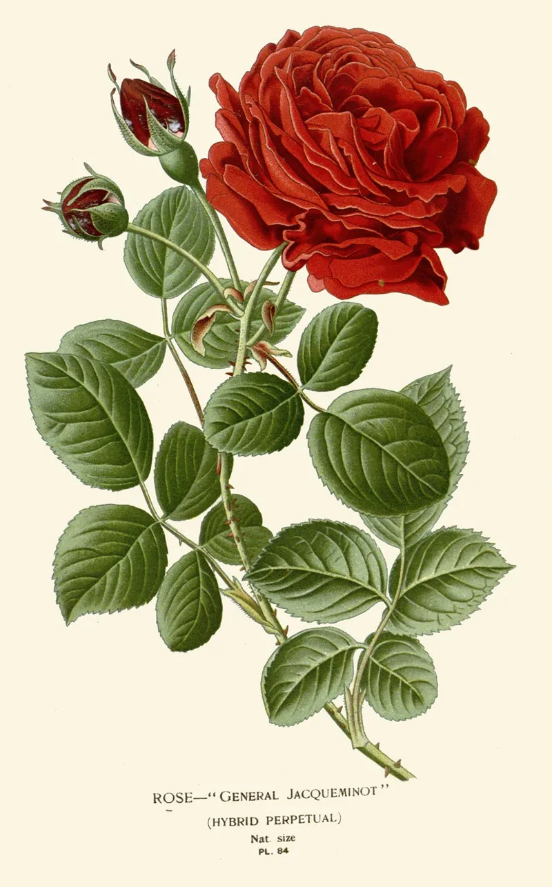 Rose General Jacqueminot Wall Art by Edward Step - High-Resolution Digital Print