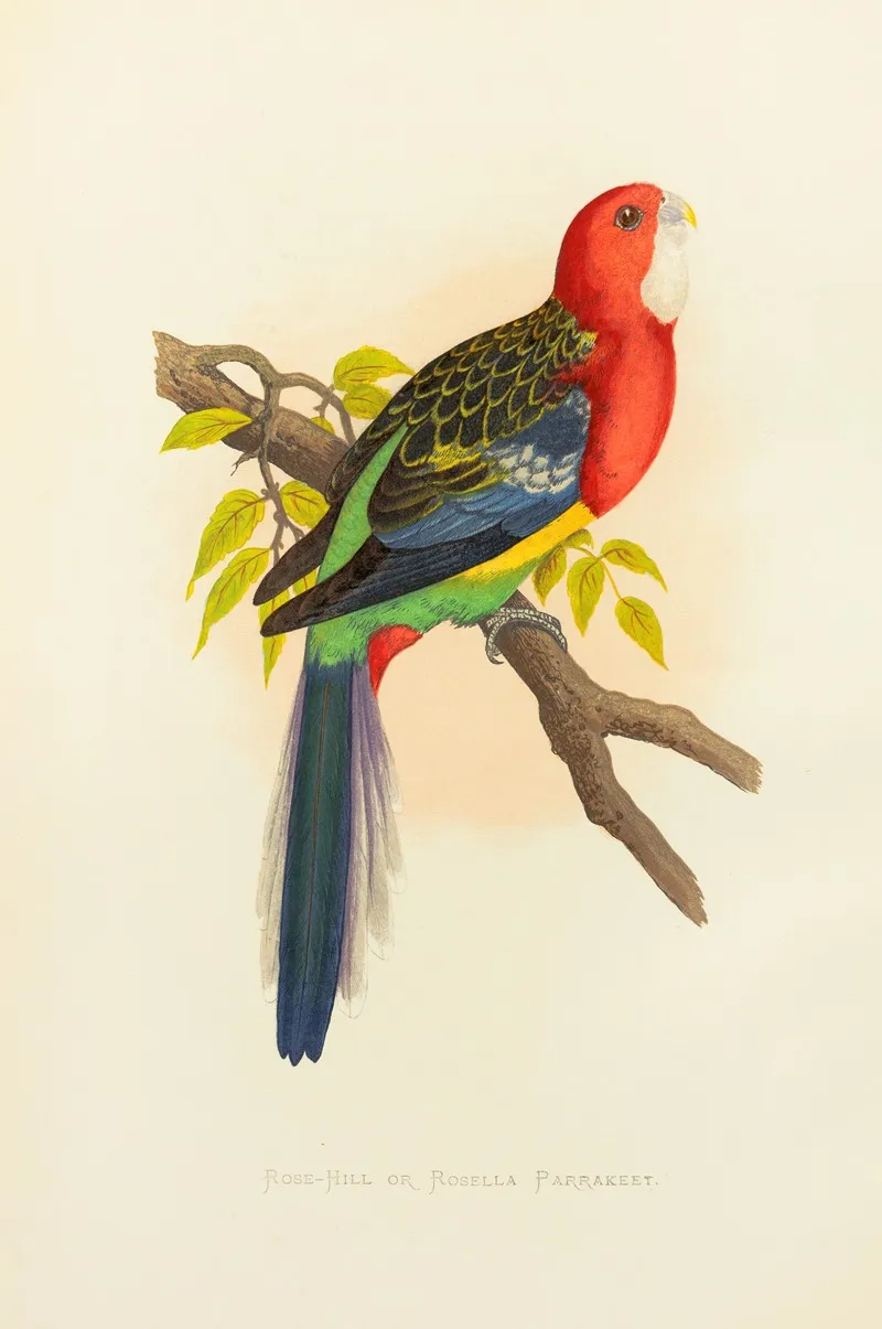 Rose Hill Or Rosella Parrakeet Wall Art by Alexander Francis Lydon - High-Resolution Digital Print