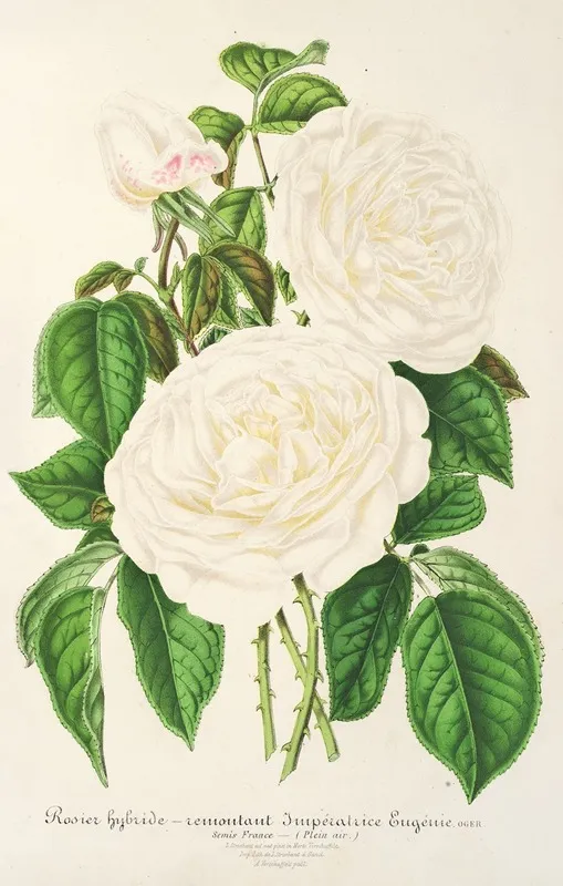 Rose Imperatrice Eugenie Wall Art by Charles Antoine Lemaire - High-Resolution Digital Print