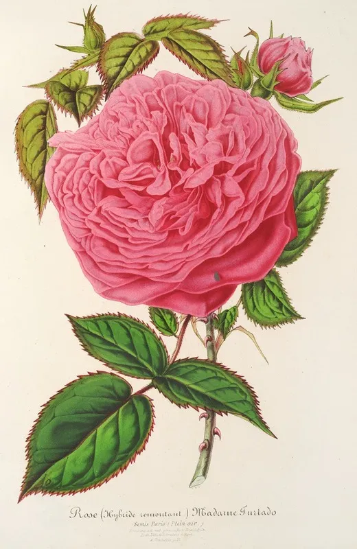 Rose Madame Furtardo Wall Art by Charles Antoine Lemaire - High-Resolution Digital Print