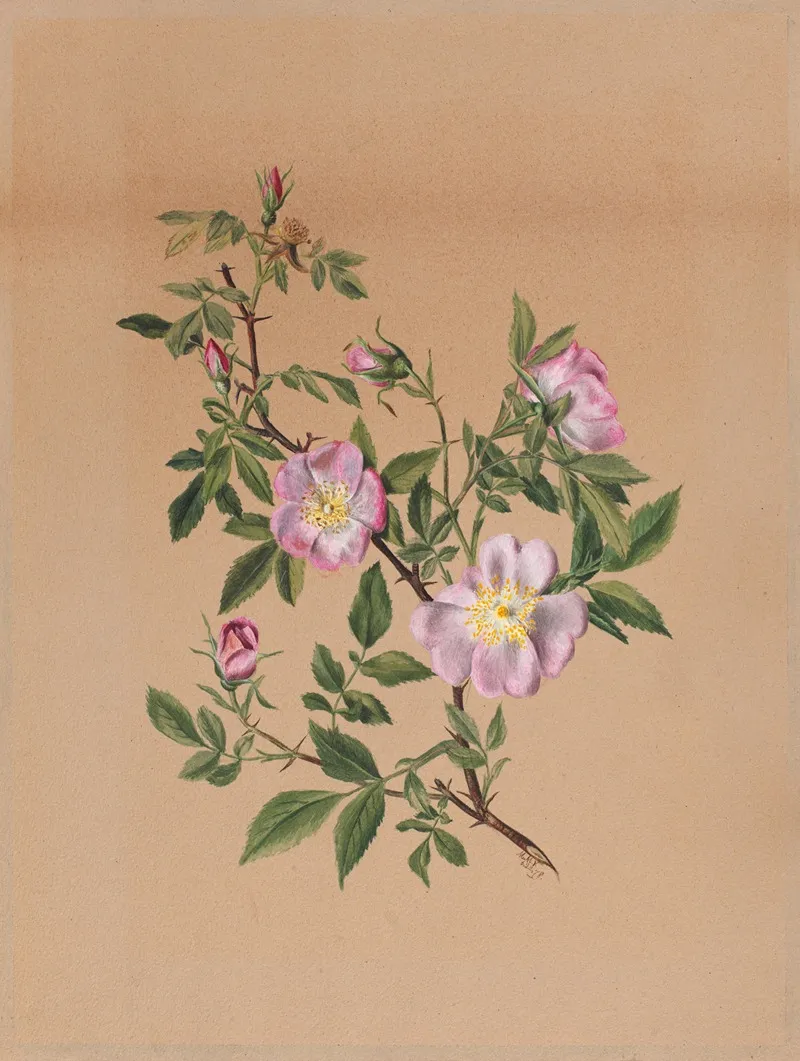 Rose Mallow Hibiscus Moscheutos