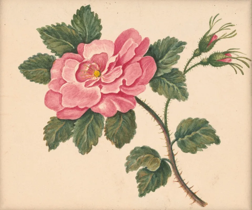 Rose On A Stem With Leaves And Unopened Blossoms Wall Art by William Wood Thackara - High-Resolution Digital Print