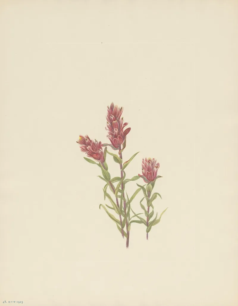 Rose Paintbrush Castilleja Pallida 3