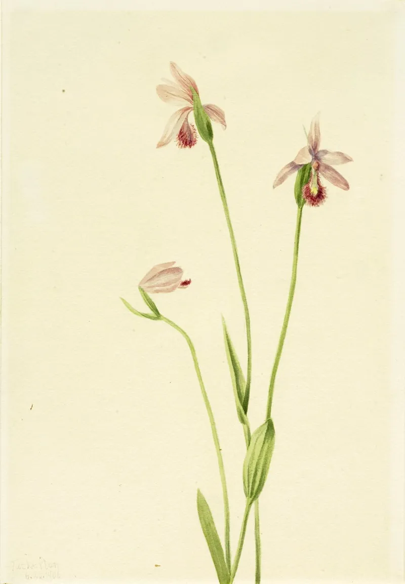 Rose Pogonia Pogonia Ophioglossoides 2