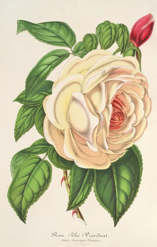 Rose President The Wall Art by Charles Antoine Lemaire - High-Resolution Digital Print