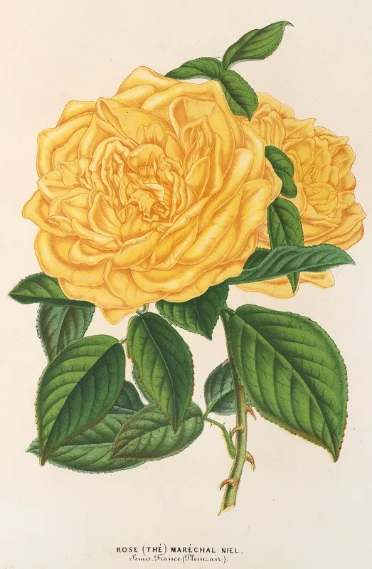 Rose The Marechal Niel Wall Art by Charles Antoine Lemaire - High-Resolution Digital Print