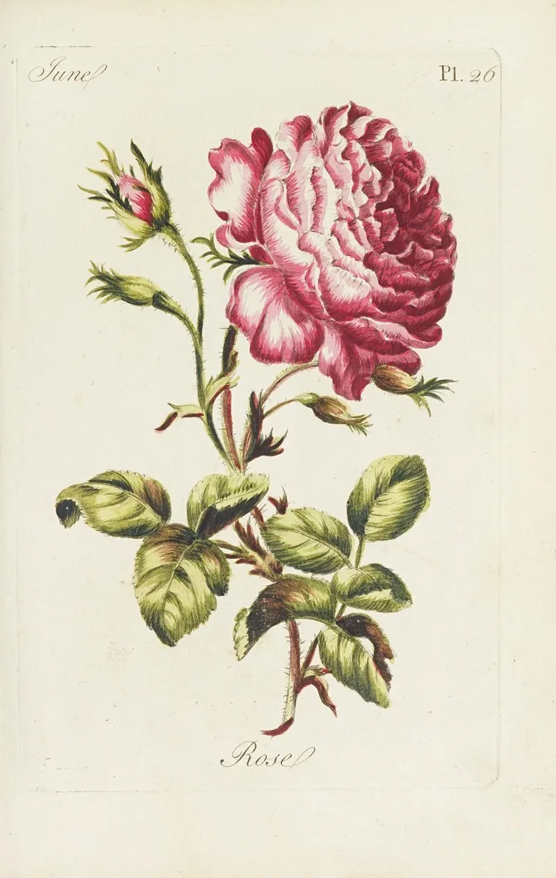 Rose Wall Art by Carington Bowles - High-Resolution Digital Print