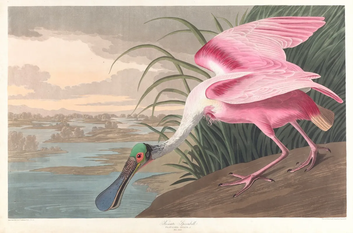 Roseate Spoonbill Wall Art by John James Audubon - High-Resolution Digital Print