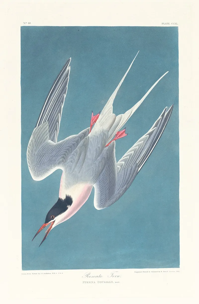 Roseate Tern Wall Art by John James Audubon - High-Resolution Digital Print