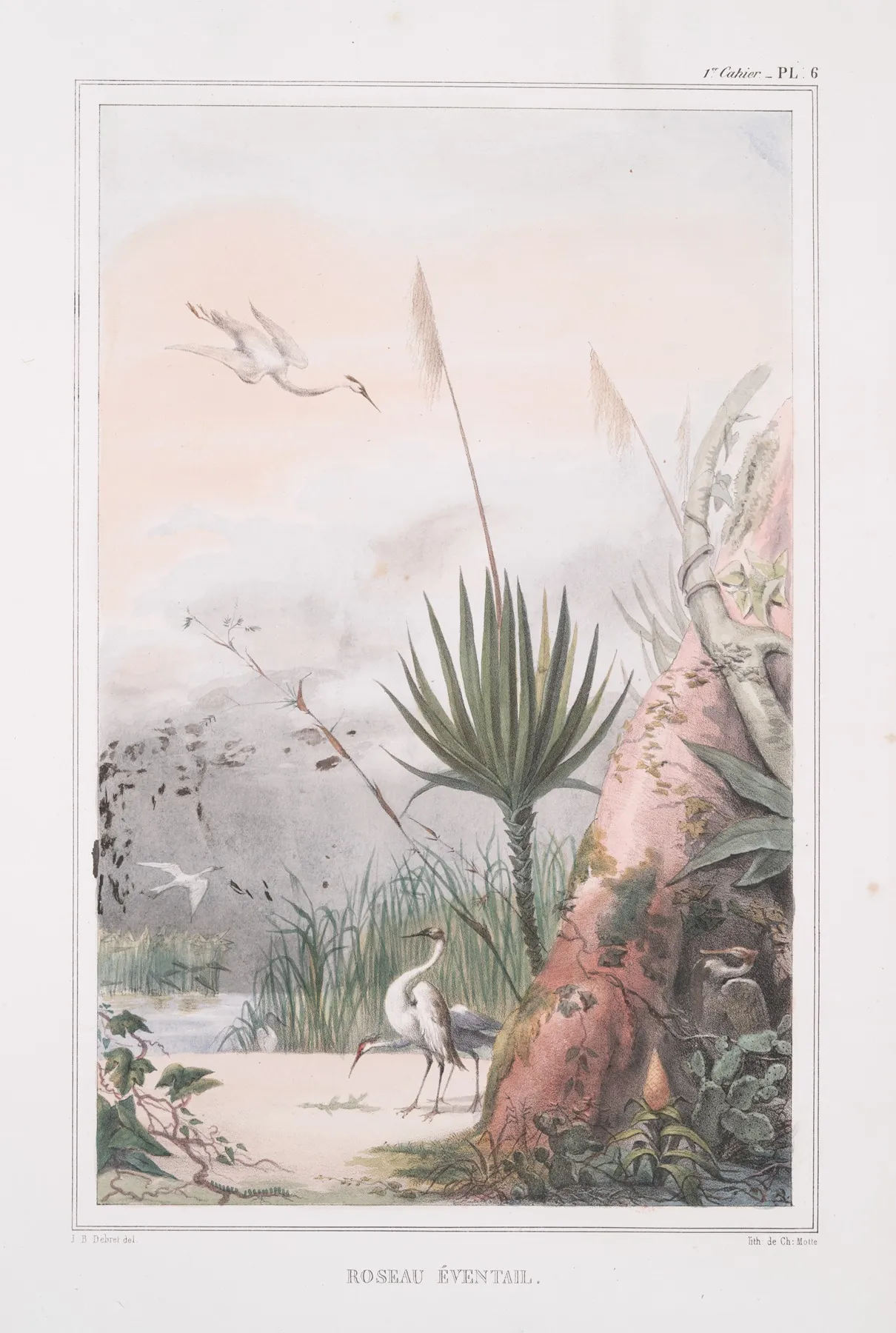 Roseau Eventail Ouba