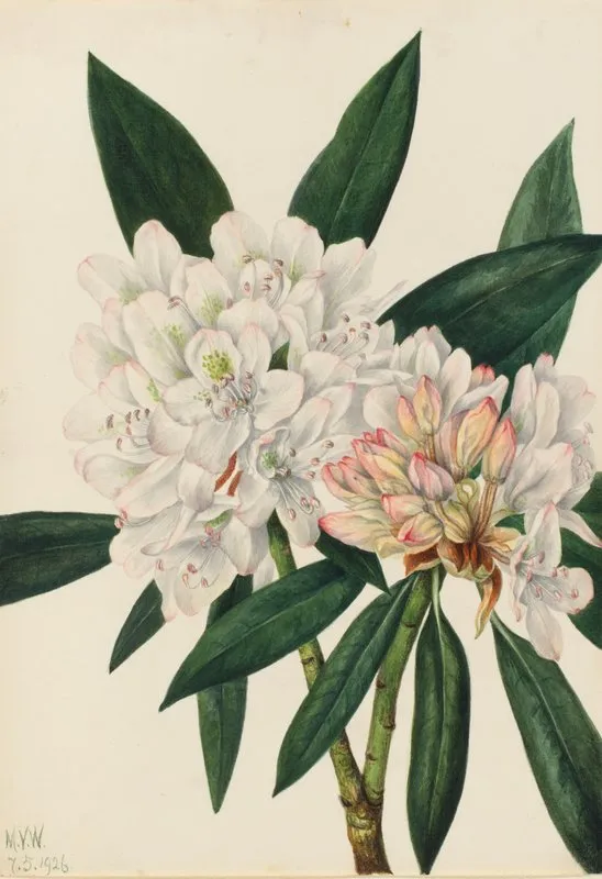 Rosebay Rhododendron Rhododendron Maximum 2
